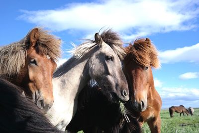Close-up of horses standing on field against sky