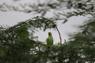 Bird perching on a tree