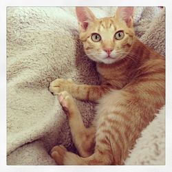 Portrait of cat lying on bed