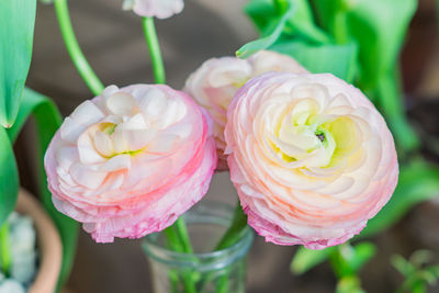 Closeup of pastel pink ranunculus flowers in transparent glass vase on green background