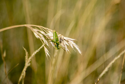 Close-up of insect on plant