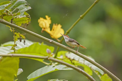 Bird perching on leaf