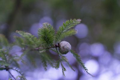 Close-up of pine tree