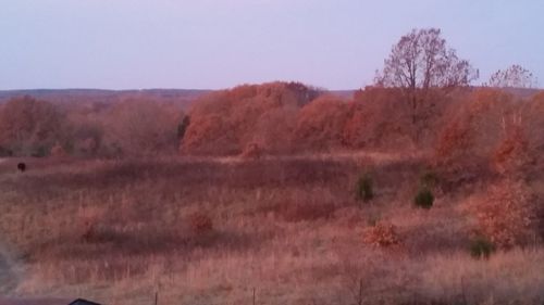 Scenic view of field against clear sky