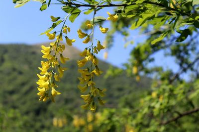 Close-up of yellow flowering plant