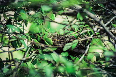 Close-up of bird on branch