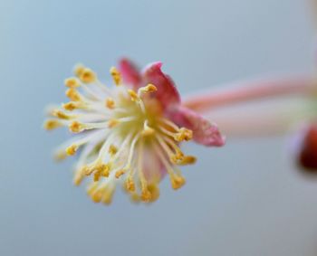 Close-up of pink cherry blossom