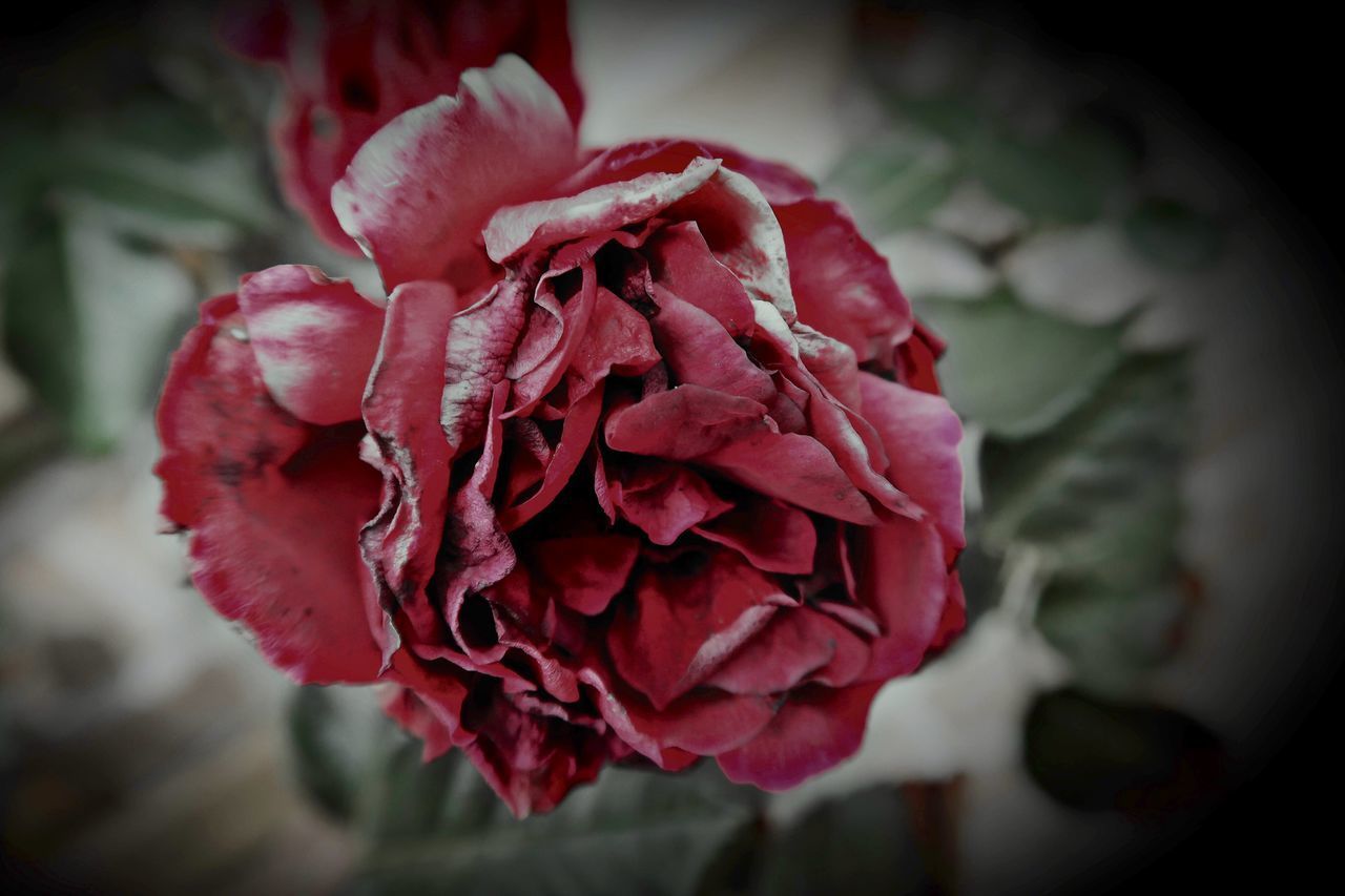 CLOSE-UP OF RED ROSE ON PLANT