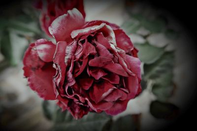 Close-up of red rose flower