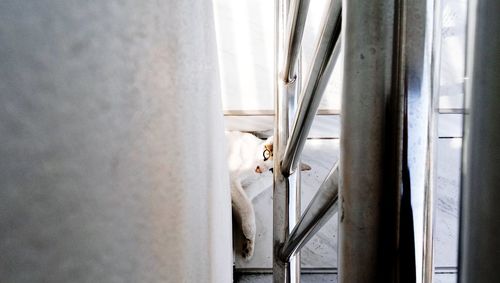 Close-up of cat looking through walls
