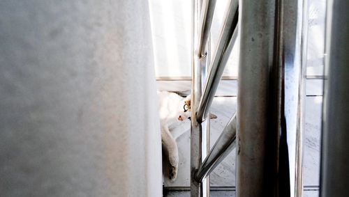 Close-up of cat looking through window