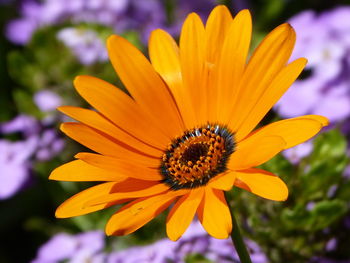 Close-up of yellow flower