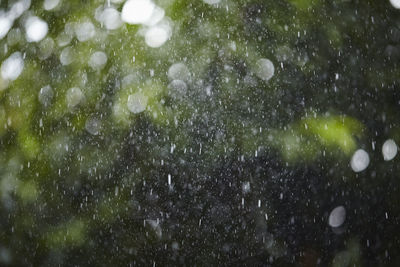 Full frame shot of wet plants during rainy season