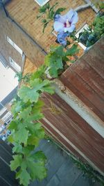 High angle view of potted plant