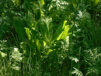 plant