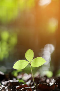 Growing plant in garden with evening sunlight, shallow depth of field