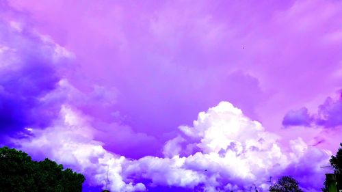 Low angle view of purple trees against sky