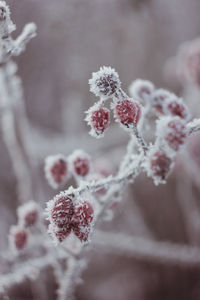 Close-up of frozen plant