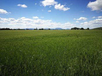 Scenic view of agricultural field against sky
