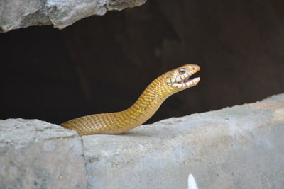 Close-up of snake with open mouth on rock