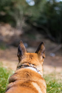 Close-up of a dog looking away