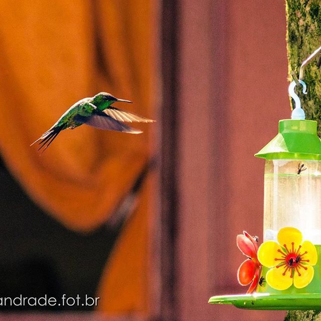 animal themes, one animal, animals in the wild, bird, orange color, focus on foreground, wildlife, yellow, flying, perching, multi colored, flower, close-up, insect, nature, outdoors, selective focus, beauty in nature, plant, leaf