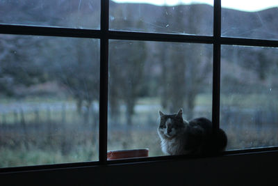 Cat looking through window