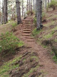 Walkway amidst trees in forest