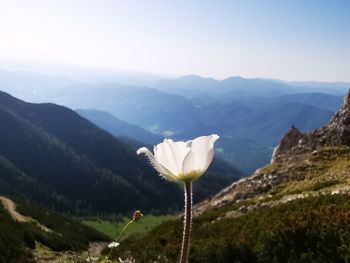 Close-up of white flowering plant against sky