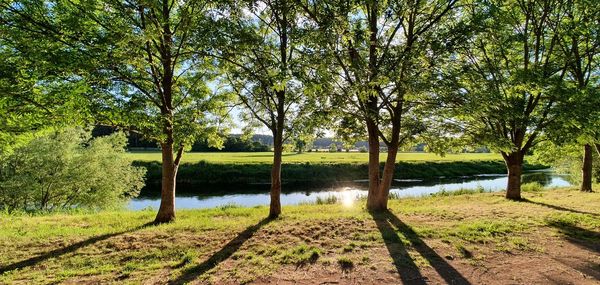 Trees on field