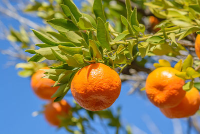 Close-up of orange fruit on tree