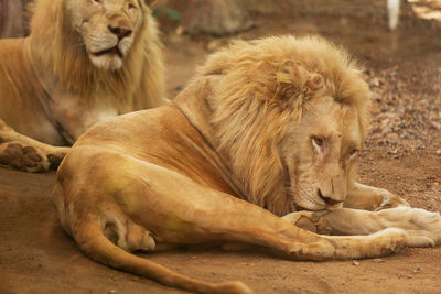 Lion resting in a animal