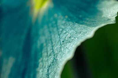 Close-up of water drops on leaf