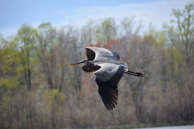 Low angle view of bird flying