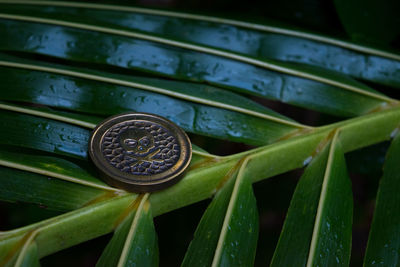 Close-up of green plant on metal