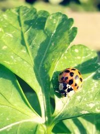 Close-up of ladybug on leaf