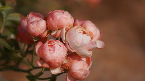 Close-up of pink flowers