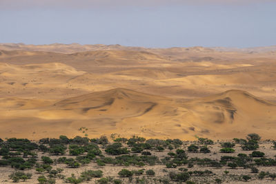 Spruce forest with the dunes of the namibian desert in the background
