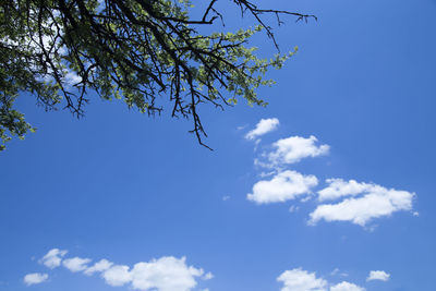 Low angle view of tree against blue sky