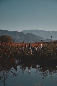 Birds at lakeshore against sky