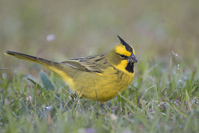 Close-up of yellow bird on grass