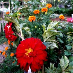 Close-up of red flowers