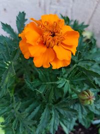 Close-up of orange marigold flower
