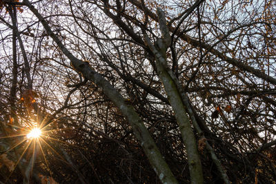 Low angle view of sunlight streaming through tree