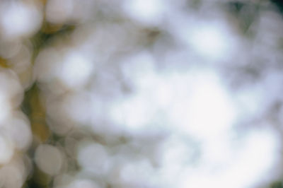 Defocused image of plants