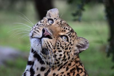 Close-up of leopard