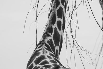 Low angle view of giraffe against sky