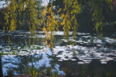 Reflection of trees in lake