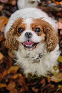 Cute cavalier king charles spaniel with joyful expression against the backdrop of an autumn forest