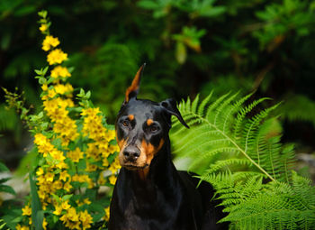 Close-up of black dog against plants